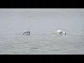 Download Lagu Spoonbill in Armash Wetlands