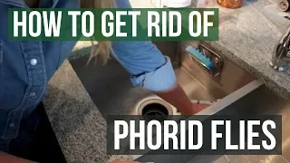 How to Get Rid of Phorid Flies 4 Easy Steps