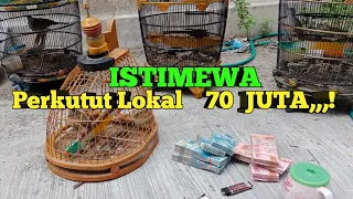 Download 70 JUTA PERKUTUT LOKAL TEMBUS!!! suara DAHSYAT plus katuranggan MP3