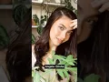 Download Lagu Versi Pemain (Samudra Cinta)