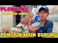 Download Lagu PENSIUN MAIN BURUNG MERPATI DIJUAL UNTUK BELI BEBEK PETELOR MP3