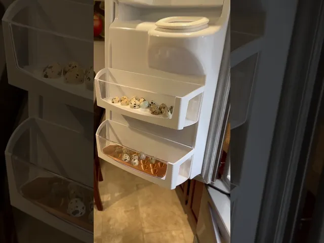 19 Quail Egg Tray video thumbnail