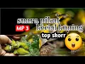 Download Lagu SUARA PIKAT KECIAL ALAM\