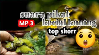 Download SUARA PIKAT KECIAL ALAM\ MP3