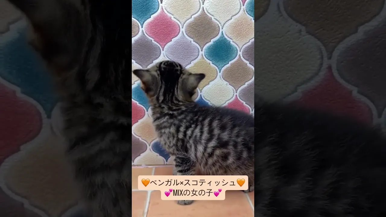 動画