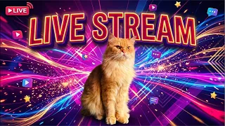 Ultimate Live streaming Cat Cuteness Overload💖💖😱 #live #livestream #shorts