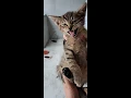 CATS SOUND - Baby cat meowing