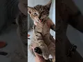 Download Lagu CATS SOUND - Baby cat meowing