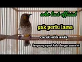 Download Lagu gak perlu lama bikin/ cucak wilis bahan langsung nyaut kalo denger suara ini