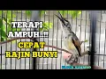Download Lagu Terapi Ampuh!! king konin agar rajin bunyi dan cepat gacor