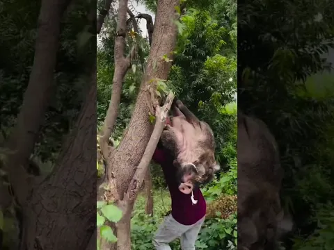 gav me jungli suar kese pakad ke ke leke ja rhe hai