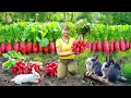 Download Lagu Use Truck To Harvesting Giant Red Radishes Goes To Market Sell | New Free Bushcraft