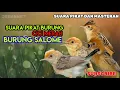 Download Lagu SUARA BURUNG CICI MERAH ||SUARA BURUNG SALOME