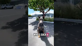 #dream #fyp #pets #doberman #fypシ