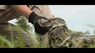 Florida s annual Python Challenge to protect the Everglades begins