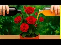 Download Lagu Mengungkap rahasia menanam mawar lebih cepat dan lebih sehat dari sebelumnya
