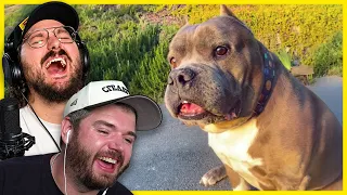 I Showed Wildcat More HILARIOUS TikToks!