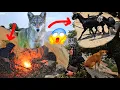 Download Lagu Lost Goats😥The Goats May Have Been Eaten by a Wolf🐺😱Maryam Searching for the Goats😢