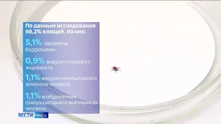 С начала сезона в Омской области обратились с укусами клещей более 1600 человек