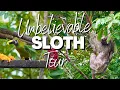 Sloths and Toucans Incredible Wildlife tour in Costa Rica La Fortuna Part 4