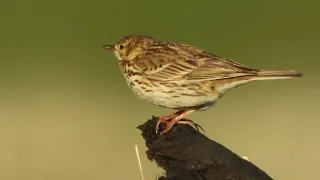                                           دندنها