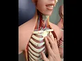 Download Lagu Hoe tel je de ribben van iemand?