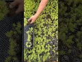 Download Lagu Pine Tree Seedlings #satisfying #short