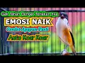 TERIAKAN CENDET INI BIKIN EMOSI CENDET LAIN NAIK, MASTERAN CENDET FULL ISIAN MEWAH