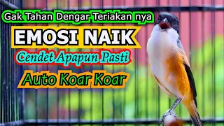 teriakan cendet ini bikin emosi cendet lain naik masteran cendet full isian mewah