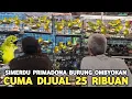 Download Lagu SUARA MERDU HARGA CUMA 25 RIBUAN PRIMADONA BURUNG OMBYOKAN YANG MASIH DIBURU KICAU MANIA CIPOW