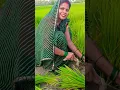 Download Lagu #song #bannibannageet #sorts #bharatiyasangeet #funny #dance #bhojpuri #comedysong #funnysong