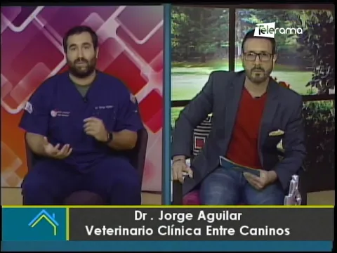 Cómo afecta la lluvia a nuestros perritos