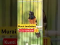 Download Lagu murai tembakan cungkok ‼️KUNTI CUNGKO‼️ #rawatanmuraibatu #muraibongkarisian #muraibatugacor