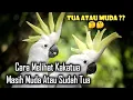 Download Lagu Cara Mengetahui Burung Kakaktua Masih Muda atau Sudah Tua.