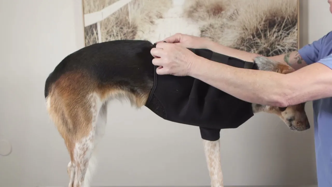 training on how to fit a Velpeau Sling to support dogs with MSI
