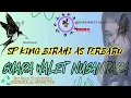 Sp King Birahi AS Terbaru Ini Bos | Suara Walet Terbaru