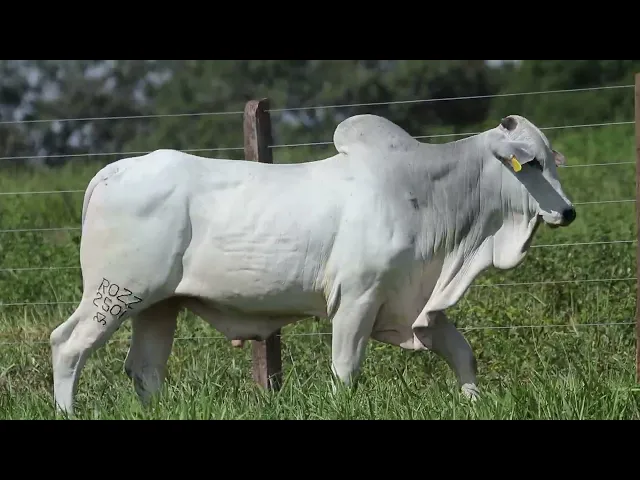 Touro Nelore ROZZ - 2501