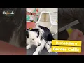 Deshedding a Border Collie with the Refuresh Brush and Say Goodbye to Shedding