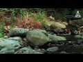 A Mind Relaxing Walk Through The Forest - Bird Sounds - Meditating - Stress Relief (1Hr)