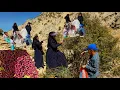 Download Lagu Nomadic Life: Picking Delicious Hawthorn Nomad Style❣️| Delicious Nomadic Foods🍒