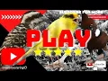Download Lagu masteran burung cililin gacor dengan kenari serta pelatuk gacor nembak sangat cocok untuk isian