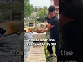 Download Lagu Can he HOLD this Koi Fish Safely ??? #koi #nishikigoi #koipond #koifarm #koifish