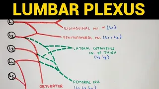 Download Lumbar Plexus | Lower Limb Anatomy MP3