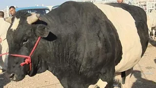  تسمين العجول وفق النظامين السائب والمربوط مزايا وعيوب كل نظام دندنها
