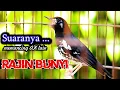 PANCINGAN AMPUH ATASI ANIS KEMBANG BISU \u0026 MALAS BUNYI CEPAT NGEPLONG