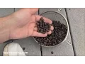 Extract Robust Coffee Stout - Basic Brewing