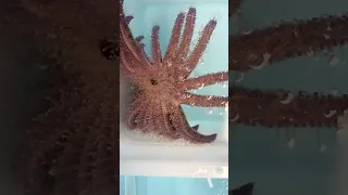 An endangered Sunflower Sea Star eating a troublesome Sea Anemone! …more info in description.