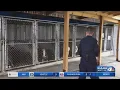 Jacksonville Animal Shelter spread thin since tornado community members try to help out