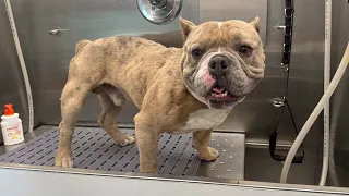 This Dog is Aggressive…