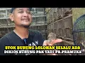 STOK BURUNG LOLOHAN SELALU ADA DIKIOS PAK YADI PASAR BURUNG PRAMUKA